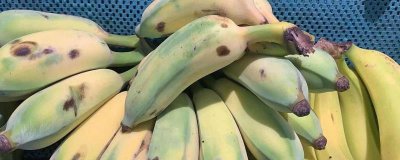 ​芭蕉的营养价值及营养成分