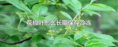 ​鲜花椒叶能冷冻吗 新鲜的花椒叶如何长期保存