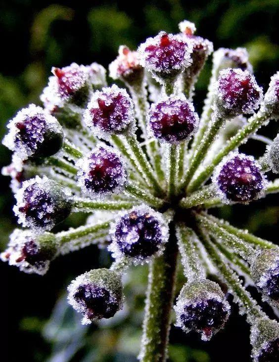 难得一见的雪中花，美到心醉！爱花者有福了