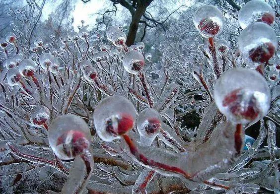 难得一见的雪中花，美到心醉！爱花者有福了