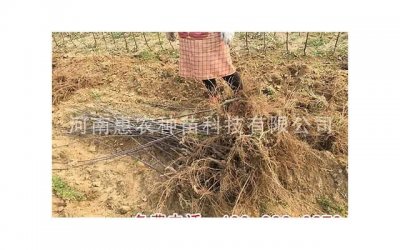 ​老婆出轨跟别人跑了怎么办，老婆出轨，怎么处理？